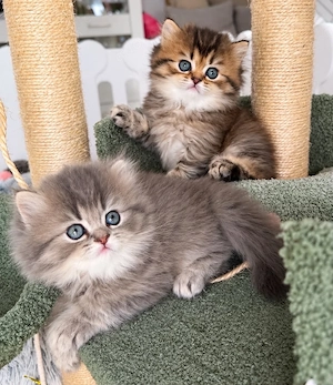BLH Kitten