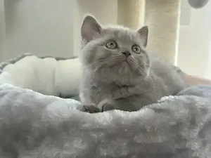 Typvolle BKH Kitten, letztes Mädchen in der Farbe lilac, Stammbaum, seriöse Hobbyzucht