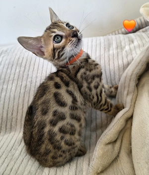 Wunderschöne Bengal Kitten 