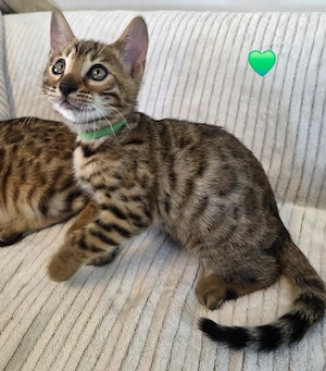 Wunderschöne Bengal Kitten 