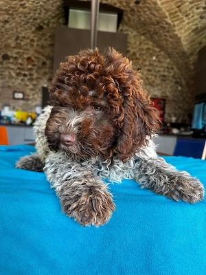 Reinrassige Lagotto Romagnolo Welpen zu verkaufen 