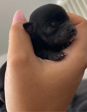    Chihuahua Welpen  