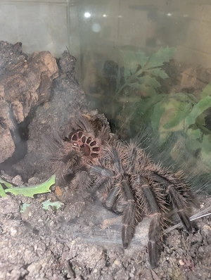 Lasiodora parahybana Vogelspinne 