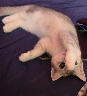 Reinrassige BKH Katze