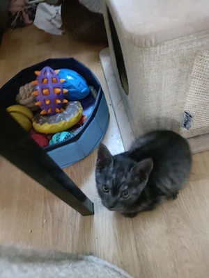 BKH Siam Kitten