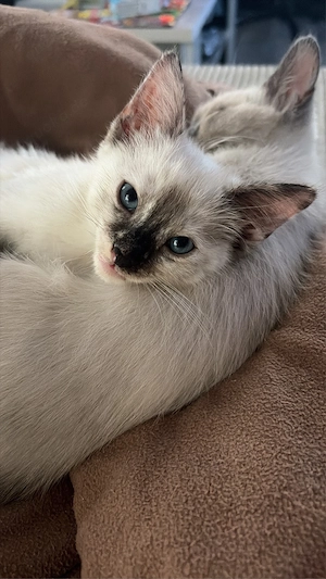 Siam Neva Masquarade kitten 