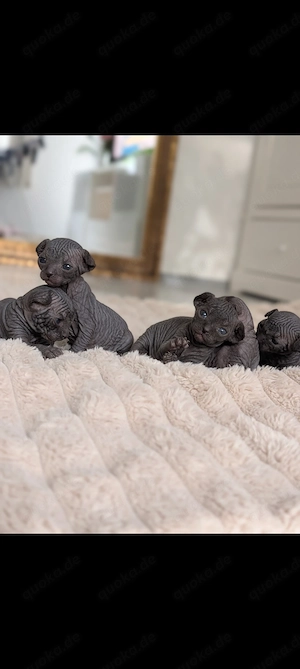 Sphynx Kätzchen suchen ihr Zuhause 