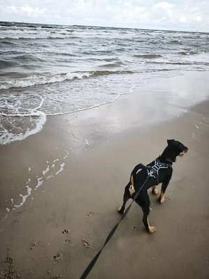 Ich suche eine Jagdterrier Hündin als Zweithund
