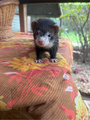 Frettchen Welpe Fähe hlh