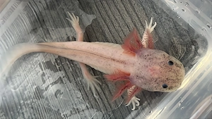 Super süße Axolotl abzugeben 