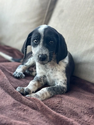 Welpe Mädchen adoptieren 