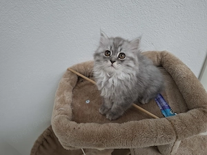 Süßes Katzenmädchen sucht ein liebevolles Zuhause