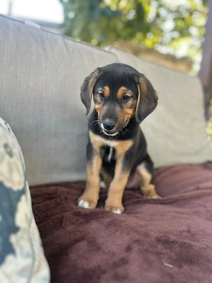 Welpe Rüde adoptieren 