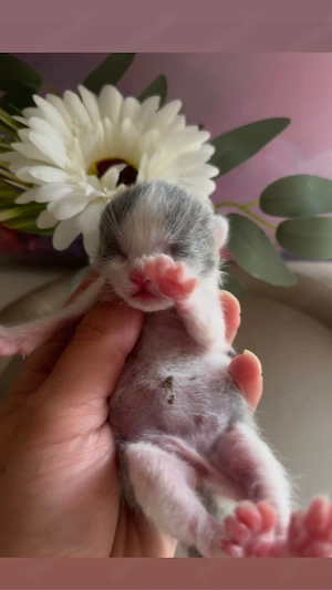 Bkh kitten britisch Kurzhaar 