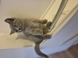 Süße BKH-Kätzchen suchen liebevolles Zuhause Bild 7
