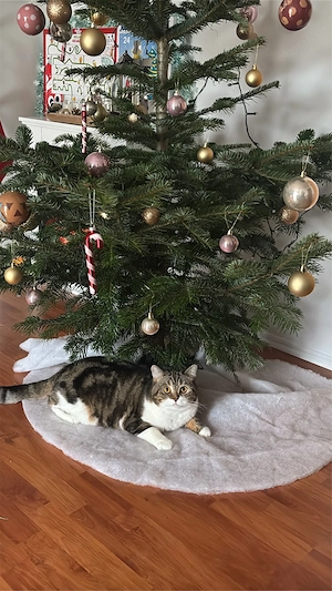 BKH Katze abzugeben