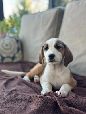 Welpe Rüde adoptieren 
