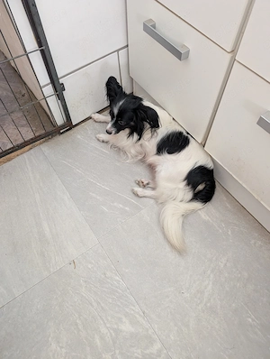 Papillonhündin 