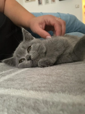 BKH reinrassing Katzenbabys suchen liebevolles Zuhause 