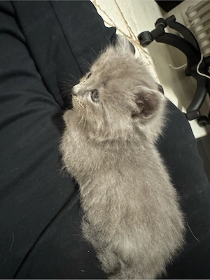 britisch langhaar Kitten männlich 