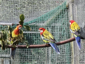 Goldmantelrosella