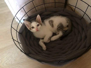 Kätzchen suchen ein Zuhause