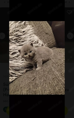 Britisch Langhaar Kitten suchen ihr zu Hause 