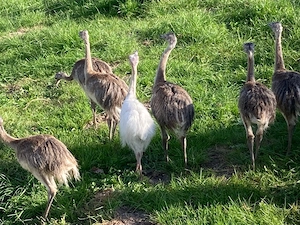 Nandu, Jungtiere