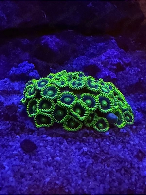 Zoanthus sp. Krustenanemone Gelb Koralle Meerwasser