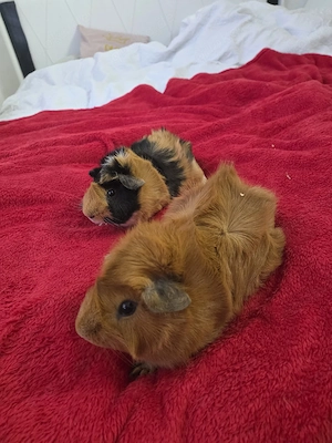 Meerschweinchen