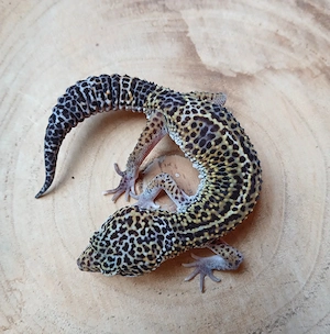 1.0 MS Black Night Eclipse mit Partial Snake Eye 2025 Leopardgecko Eublepharis Macularius 