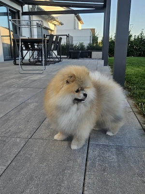  Reinrassiger Pomeranian-Rüde sucht liebevolles Zuhause! Bild 3