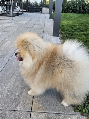 Reinrassiger Pomeranian-Rüde sucht liebevolles Zuhause! Bild 4