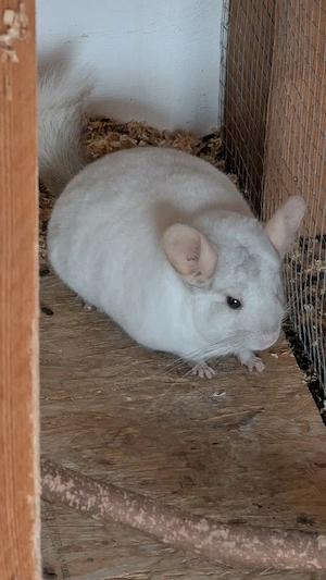 Weißes Chinchilla