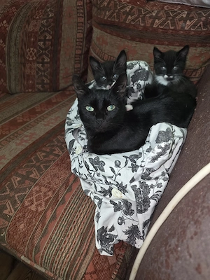 1 katzenkind sucht ein neues Zuhause 