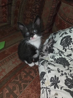 2 katzenkinder suchen ein neues Zuhause 