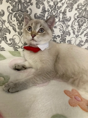 Point Tabby BKH Kater sucht ihr liebes Zuhause