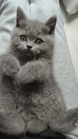 Süße Russisch Blau Kitten & Katze