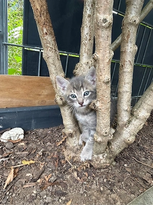 Katzen Babys