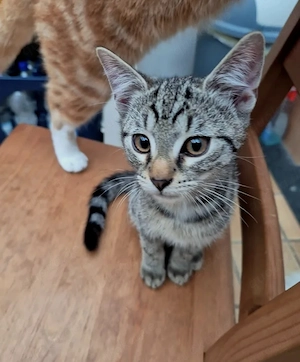 Suche Katze zum Kauf Ekh Bkh Mix 