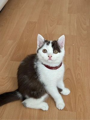 bkh kitten abgabebereit