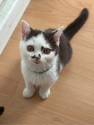 schöne bkh kitten abgabebereit