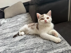 bkh kitten abgabebereit