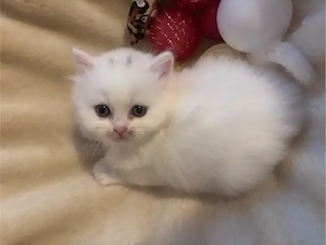 wunderschöne Britisch Langhaar Kitten