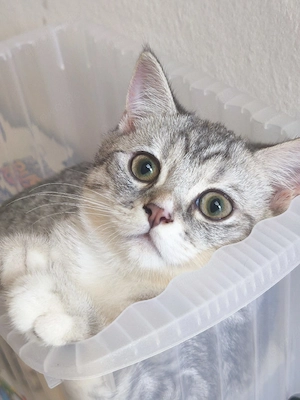 BKH kitten 