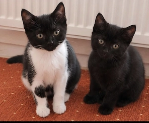 Bkh Katzenbaby 