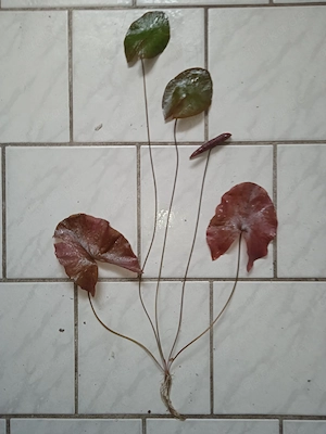 Roter Tigerlotus (Nymphaea lotus rubra) ca. 30 bis 60 cm