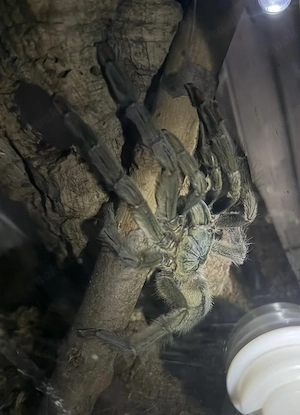 Vogelspinne Psalmopoeus cambridgei 