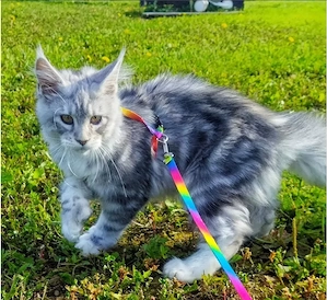 Maine-Coon-Kätzchen