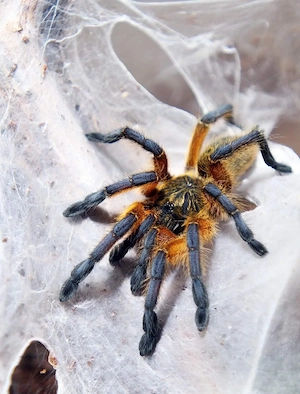 SUCHE(!) Harpactira pulchripes Männchen 
